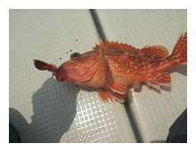 ベイラバー80gで釣れたガシラ